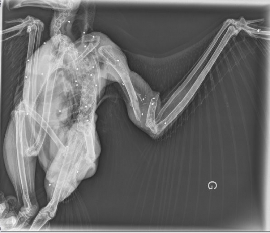 Radiographie d'un rapace mort par tirs